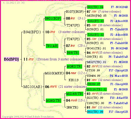 Pedigree of B6(BPD} :
four generations presented